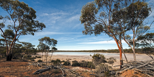 Picture Perfect Nullabor Plain WA